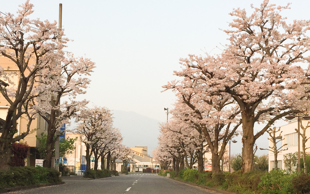 開成駅南口の桜