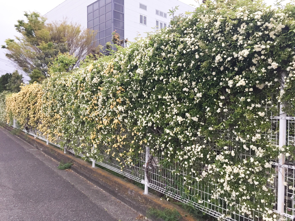 モッコウバラ