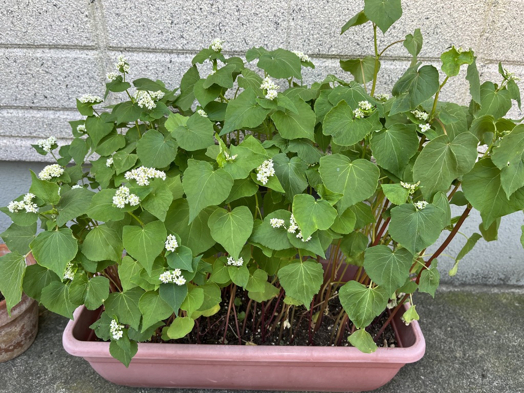 蕎麦の花